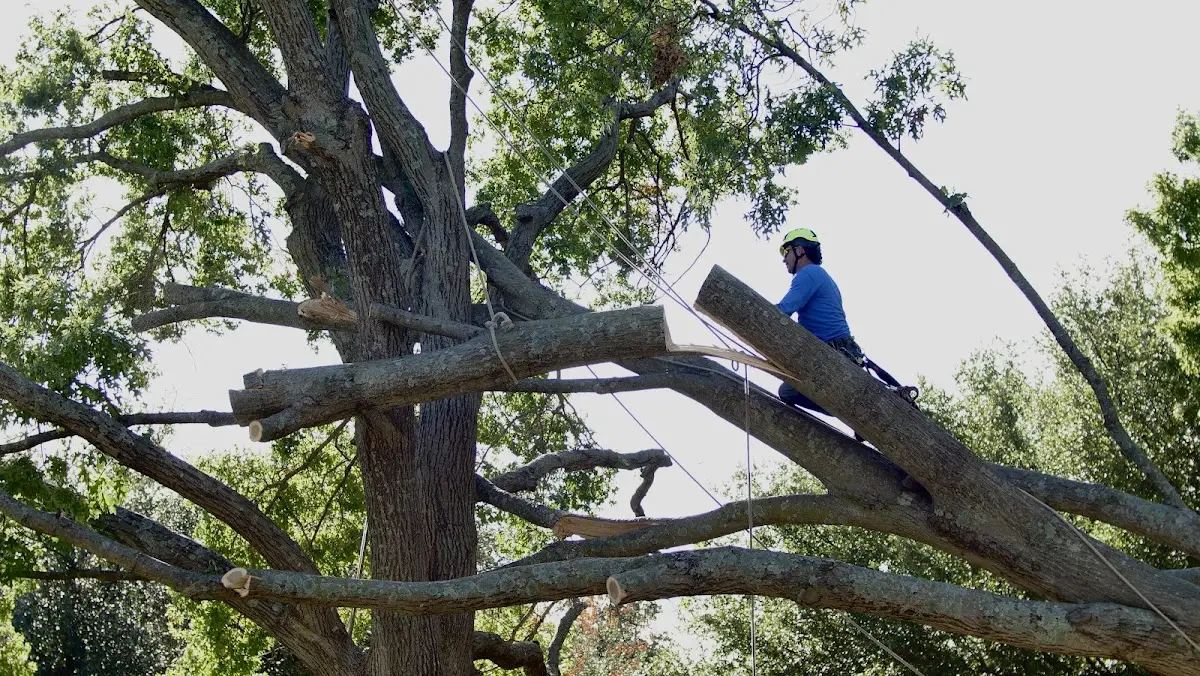 Professional Hazardous Tree Removal performed by certified arborists in Vinton