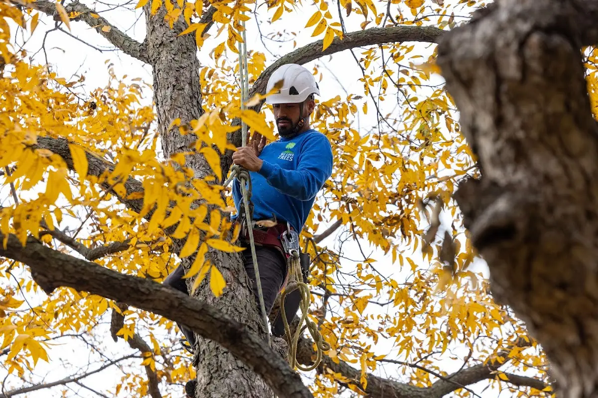 Skilled Tree Planing crew working in Vinton